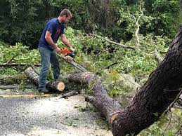 Why Choose Our Tree Removal Services in Helena West Side, MT?