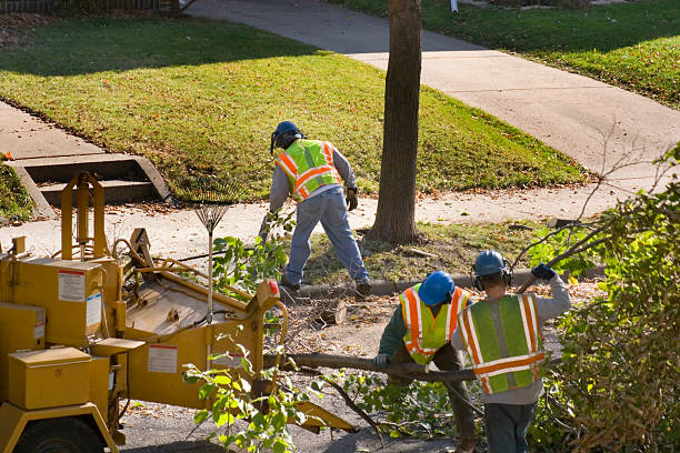 Lawn Pest Prevention in Helena West Side, MT