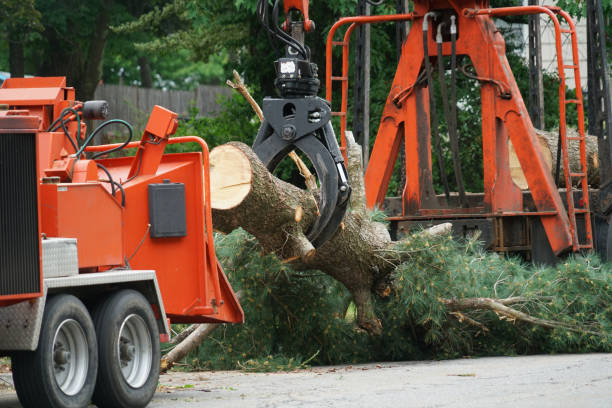 Helena West Side, MT  Tree Services Company