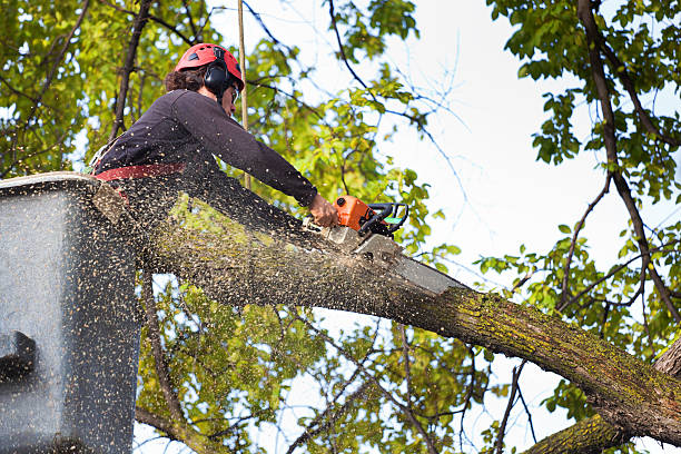 Best Hazardous Tree Removal  in Helena West Side, MT